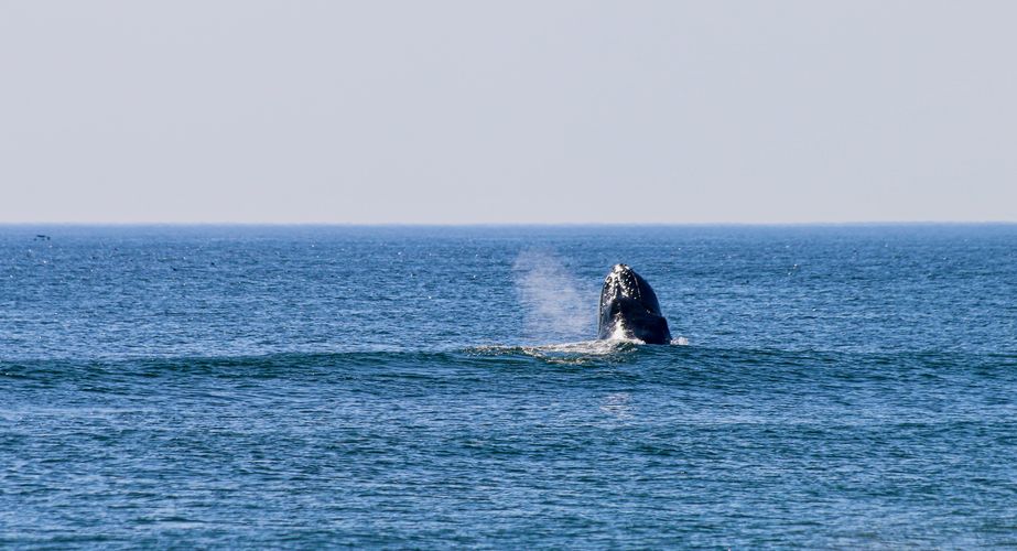 Walvissafari groepsreis Canada Walvissafari groepsreis Canada